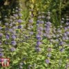 Caryopteris X Clandonensis 'Kew Blue' -Perfect Greenery CARY T58134 A