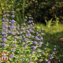 Caryopteris X Clandonensis 'Kew Blue' -Perfect Greenery CARY T58134 B