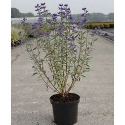 Caryopteris X Clandonensis 'Thetis' -Perfect Greenery CARY T62036 A h