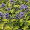 Caryopteris X Clandonensis 'Hint Of Gold' -Perfect Greenery CARY T63550 A h