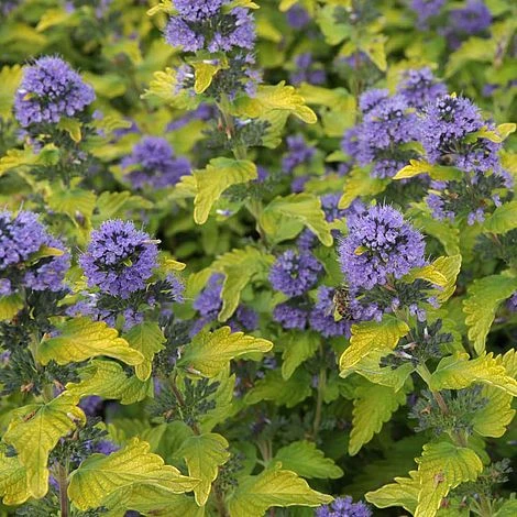 Caryopteris X Clandonensis 'Hint Of Gold' 3 Caryopteris X Clandonensis 'Hint Of Gold'