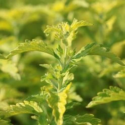 Caryopteris X Clandonensis 'Hint Of Gold' 5 Caryopteris X Clandonensis 'Hint Of Gold' -Perfect Greenery CARY T63550 B h