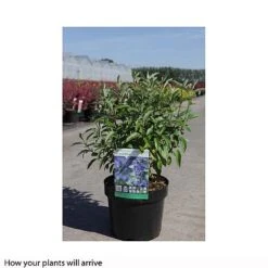 Caryopteris X Clandonensis 'Grand Bleu' -Perfect Greenery CARY T66106 B h