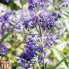 Caryopteris X Clandonensis 'Heavenly Blue' -Perfect Greenery CARY T66107 A