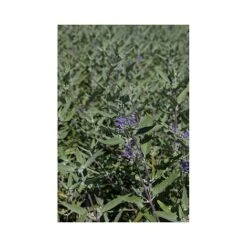 Caryopteris X Clandonensis 'Heavenly Blue' -Perfect Greenery CARY T66107 A h
