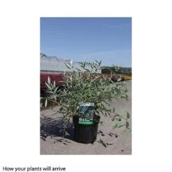 Caryopteris X Clandonensis 'Heavenly Blue' -Perfect Greenery CARY T66107 B h