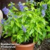 Caryopteris 'Sapphire Dream' 1 Caryopteris 'Sapphire Dream' -Perfect Greenery CARYSAPPDREAM KC7535 A