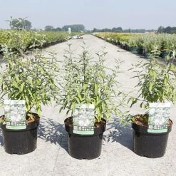 Caryopteris Clandonensis 'Pink Perfection' -Perfect Greenery CARY PINKPERFE S45271 NOW