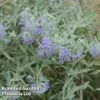 Caryopteris Clandonensis 'Sterling Silver' -Perfect Greenery CARY STERLINGS L45018