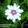 Catananche Caerulea Alba -Perfect Greenery CATA KA4907 A