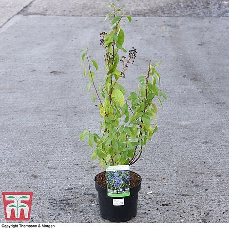 Ceanothus X Delilianus 'Henri Desfosse' 6 Ceanothus X Delilianus 'Henri Desfosse' - Image 4