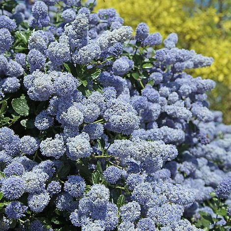 Ceanothus X Delileanus 'Gloire De Versailles' 4 Ceanothus X Delileanus 'Gloire De Versailles' - Image 2
