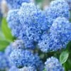 Ceanothus X Delileanus 'Gloire De Versailles' -Perfect Greenery CEAN T58182 B h