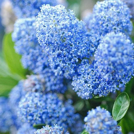 Ceanothus X Delileanus 'Gloire De Versailles' 3 Ceanothus X Delileanus 'Gloire De Versailles'