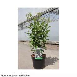 Ceanothus 'Marie-rose' -Perfect Greenery CEAN T66112 B h