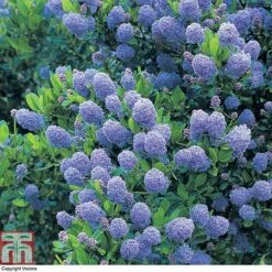 Ceanothus 'Skylark' -Perfect Greenery CEAN TKA0803 A