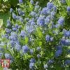 Ceanothus 'Skylark' -Perfect Greenery CEAN TKA0803 C