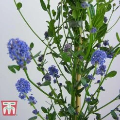 Ceanothus 'Skylark' -Perfect Greenery CEAN TKA0803 E
