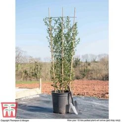 Ceanothus 'Skylark' -Perfect Greenery CEAN TKA0803 L