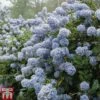 Ceanothus 'Puget Blue' -Perfect Greenery CEAN TKA0961 B
