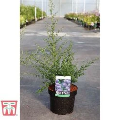 Ceanothus 'Puget Blue' -Perfect Greenery CEAN TKA0961 C