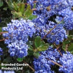 Ceanothus 'Blue Sapphire' -Perfect Greenery CEAN BLUESAPPH S44006