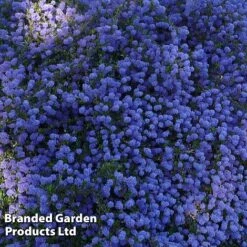 Ceanothus 'Blue Sapphire' -Perfect Greenery CEAN BLUESAPPH S44007
