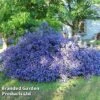 Ceanothus 'Blue Sapphire' -Perfect Greenery CEAN BLUESAPPH S44008