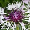 Centaurea Montana Amethyst In Snow -Perfect Greenery CENT KA4917 A