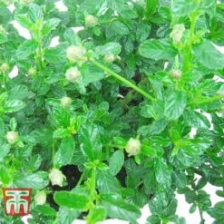 Ceanothus 'Blue Mound' -Perfect Greenery CEON TKA0773 A