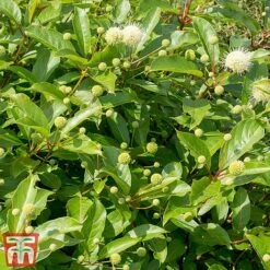 Cephalanthus 'Magical Moonlight' -Perfect Greenery CEPH T62548 C