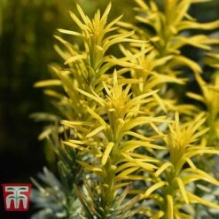 Cephalotaxus Harringtonia 'Korean Gold' -Perfect Greenery CEPH T66116 C