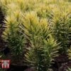 Cephalotaxus Harringtonia 'Korean Gold' -Perfect Greenery CEPH T66116 D