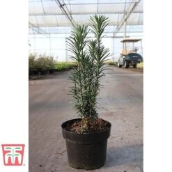 Cephalotaxus Harringtonia 'Fastigiata' 5 Cephalotaxus Harringtonia 'Fastigiata' -Perfect Greenery CEPH TKA3080 A