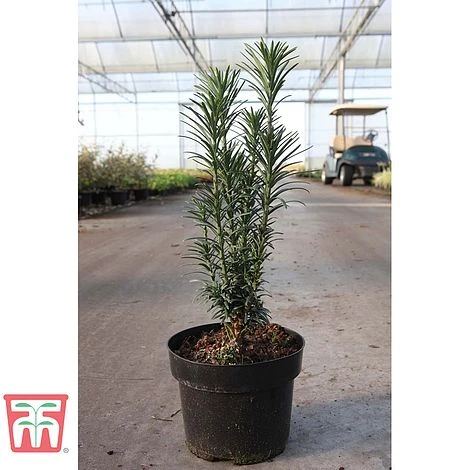 Cephalotaxus Harringtonia 'Fastigiata' 4 Cephalotaxus Harringtonia 'Fastigiata' - Image 2