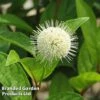 Cephalanthus Occidentalis 'Fiber Optics' -Perfect Greenery CEPH FIBEROPTI S30724