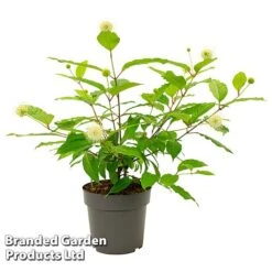 Cephalanthus Occidentalis 'Honeyballs' -Perfect Greenery CEPH HONEYBALL S44109