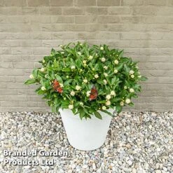 Cephalanthus Occidentalis 'Honeyballs' -Perfect Greenery CEPH HONEYBALL S44111