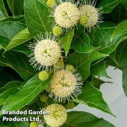 Cephalanthus Occidentalis 'Honeyballs' -Perfect Greenery CEPH HONEYBALL S44113