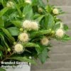 Cephalanthus Occidentalis 'Honeyballs' 2 Cephalanthus Occidentalis 'Honeyballs' -Perfect Greenery CEPH HONEYBALL S44114