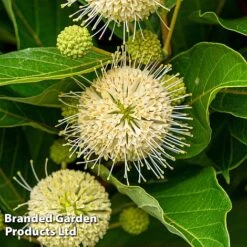Cephalanthus Occidentalis 'Honeyballs' -Perfect Greenery CEPH HONEYBALL S44115