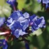Ceratostigma Willmottianum 'Forest Blue' -Perfect Greenery CERA T66117 A