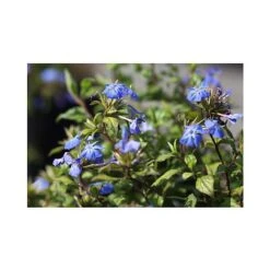 Ceratostigma Willmottianum 'Forest Blue' -Perfect Greenery CERA T66117 A h