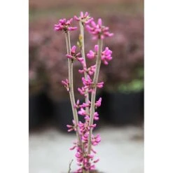 Cercis Chinensis 'Avondale' -Perfect Greenery CERC T67896 A h