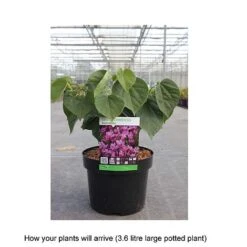 Cercis Chinensis 'Avondale' -Perfect Greenery CERC T67896 B h