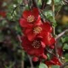 Chaenomeles X Superba 'Elly Mossel' -Perfect Greenery CHAE T62037 A h