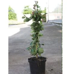 Chaenomeles X Superba 'Elly Mossel' -Perfect Greenery CHAE T62037 B h