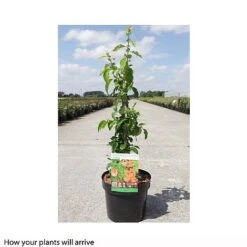 Chaenomeles X Superba 'Cameo' -Perfect Greenery CHAE T66122 A h