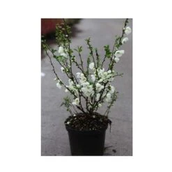 Chaenomeles X Superba 'Jet Trail' -Perfect Greenery CHAE T66127 A h