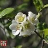 Chaenomeles X Superba 'Jet Trail' -Perfect Greenery CHAE T66127 B